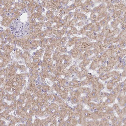 Immunohistochemistry (Formalin/PFA-fixed paraffin-embedded sections) - Anti-SEC61B antibody (AB244487)