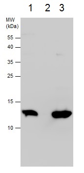 Immunoprecipitation - Anti-SEC61B antibody - N-terminal (AB229542)
