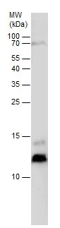 Western blot - Anti-SEC61B antibody - N-terminal (AB229542)
