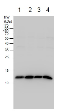 Western blot - Anti-SEC61B antibody - N-terminal (AB229542)