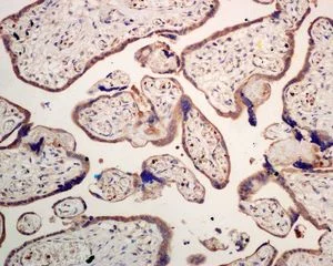 Immunohistochemistry (Formalin/PFA-fixed paraffin-embedded sections) - Anti-SEC62 antibody [EPR9212] - BSA and Azide free (AB248771)