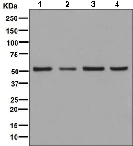 Western blot - Anti-SEC62 antibody [EPR9212] - BSA and Azide free (AB248771)