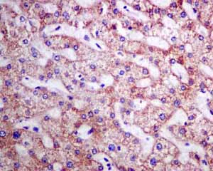 Immunohistochemistry (Formalin/PFA-fixed paraffin-embedded sections) - Anti-SEC62 antibody [EPR9213] (AB140644)