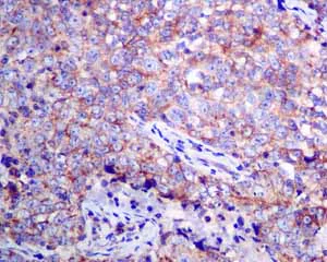 Immunohistochemistry (Formalin/PFA-fixed paraffin-embedded sections) - Anti-SEC62 antibody [EPR9213] - BSA and Azide free (AB248926)