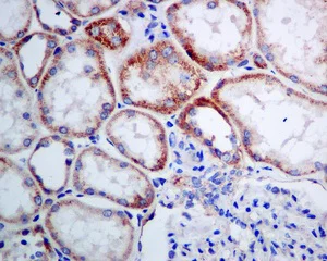 Immunohistochemistry (Formalin/PFA-fixed paraffin-embedded sections) - Anti-SEC62 antibody [EPR9213] - BSA and Azide free (AB248926)