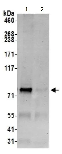 Immunoprecipitation - Anti-SEC63 antibody (AB240567)