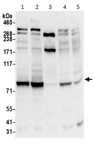 Western blot - Anti-SEC63 antibody (AB240567)
