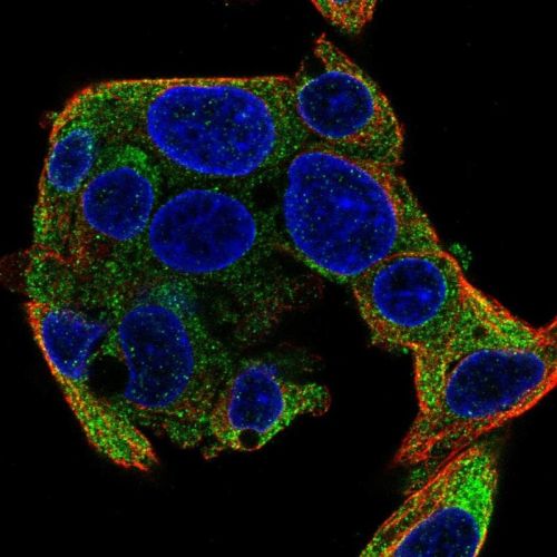 Immunocytochemistry/ Immunofluorescence - Anti-SEC63 antibody (AB244497)