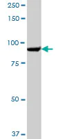 Western blot - Anti-SEC63 antibody (AB68550)