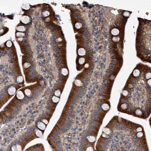 Immunohistochemistry (Formalin/PFA-fixed paraffin-embedded sections) - Anti-Sec8 antibody (AB224484)
