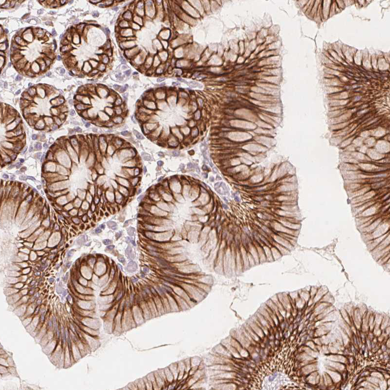 Immunohistochemistry (Formalin/PFA-fixed paraffin-embedded sections) - Anti-Secretin receptor/SCTR antibody (AB224236), expandable thumbnail