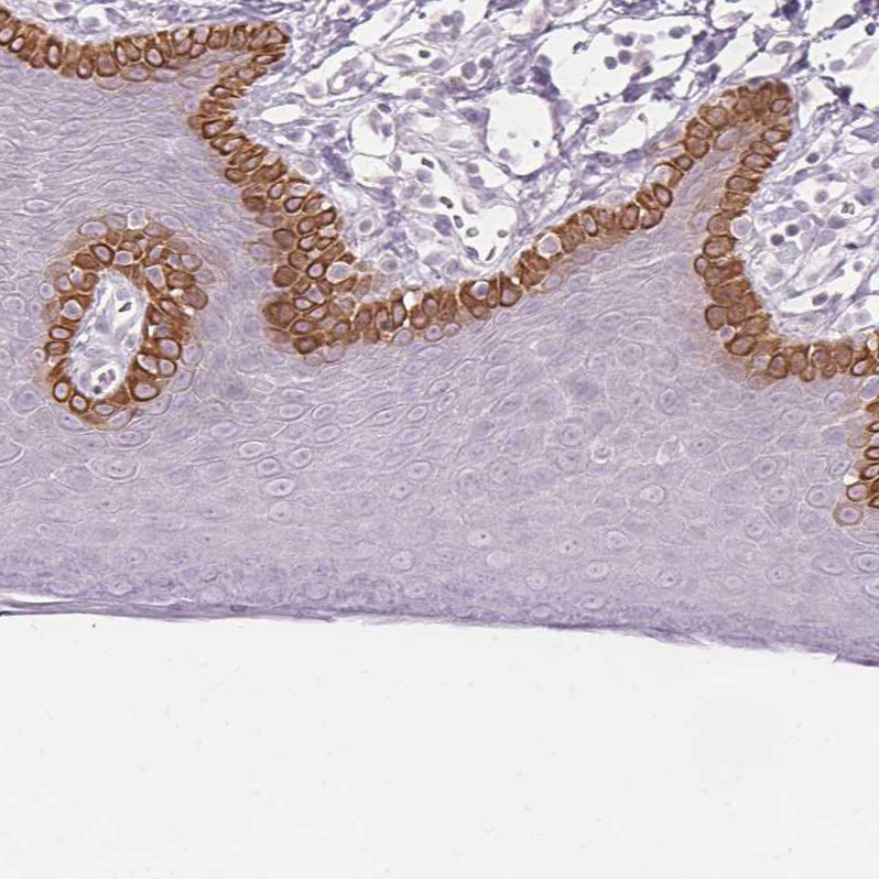 Immunohistochemistry (Formalin/PFA-fixed paraffin-embedded sections) - Anti-Secretin receptor/SCTR antibody (AB224236), expandable thumbnail