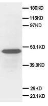 Western blot - Anti-Secretogranin 3 antibody (AB65821)