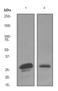 Western blot - Anti-Securin antibody [EPR3240] (AB79546), expandable thumbnail