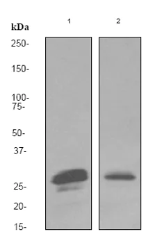 Western blot - Anti-Securin antibody [EPR3240] (AB79546)