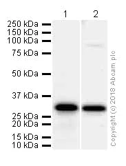 Western blot - Anti-Securin antibody [EPR3240] (AB79546)