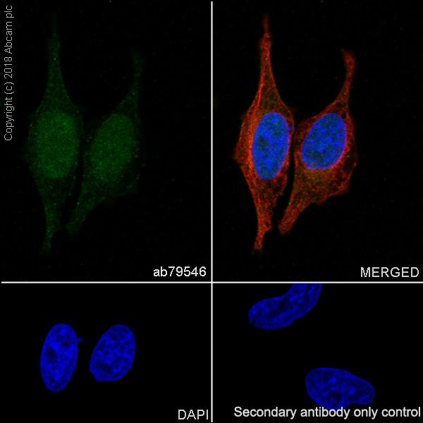 Immunocytochemistry/ Immunofluorescence - Anti-Securin antibody [EPR3240] - BSA and Azide free (AB239892), expandable thumbnail