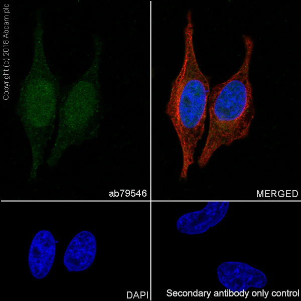 Immunocytochemistry/ Immunofluorescence - Anti-Securin antibody [EPR3240] - BSA and Azide free (AB239892)