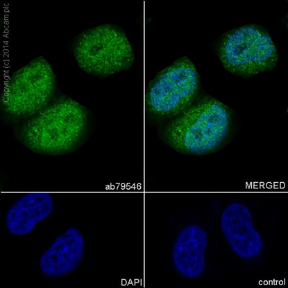 Immunocytochemistry/ Immunofluorescence - Anti-Securin antibody [EPR3240] - BSA and Azide free (AB239892), expandable thumbnail