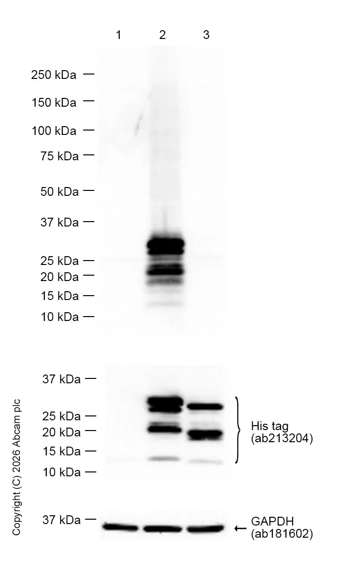 Western blot - Anti-Securin antibody [EPR3240] - BSA and Azide free (AB239892)