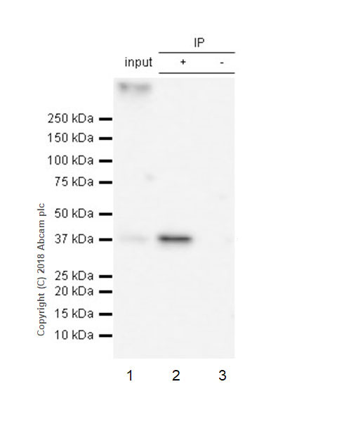 Immunoprecipitation - Anti-SEH1L antibody [EPR20851] - BSA and Azide free (AB235840), expandable thumbnail