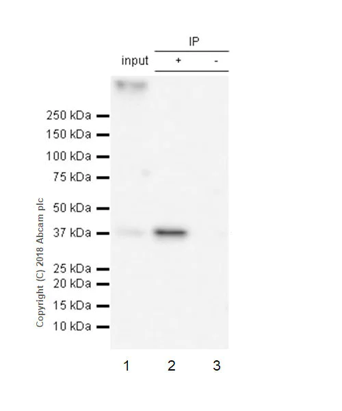 Immunoprecipitation - Anti-SEH1L antibody [EPR20851] - BSA and Azide free (AB235840)