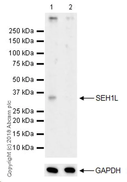 Western blot - Anti-SEH1L antibody [EPR20851] - BSA and Azide free (AB235840)