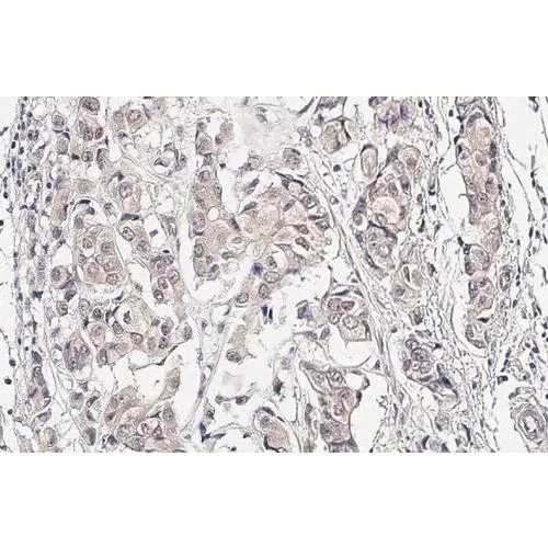 Immunohistochemistry (Formalin/PFA-fixed paraffin-embedded sections) - Anti-SEK1 / MKK4 antibody [HL1839] (AB317113)
