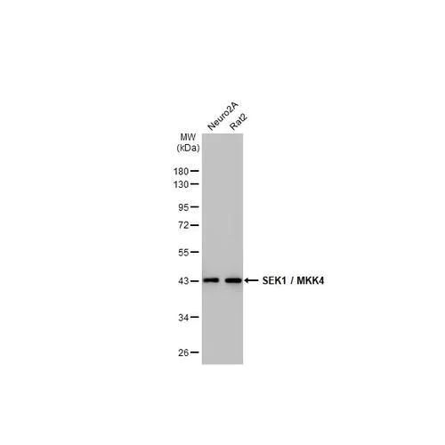 Western blot - Anti-SEK1 / MKK4 antibody [HL1839] (AB317113)