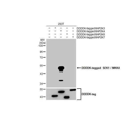Western blot - Anti-SEK1 / MKK4 antibody [HL1839] (AB317113)