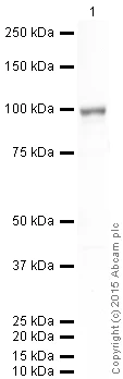 Western blot - Anti-SEL1L antibody (AB78298)