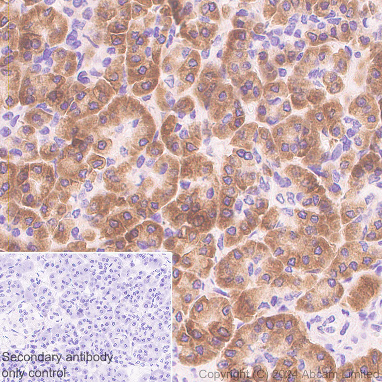 Immunohistochemistry (Formalin/PFA-fixed paraffin-embedded sections) - Anti-SEL1L antibody [EPR28893-20] (AB322704)