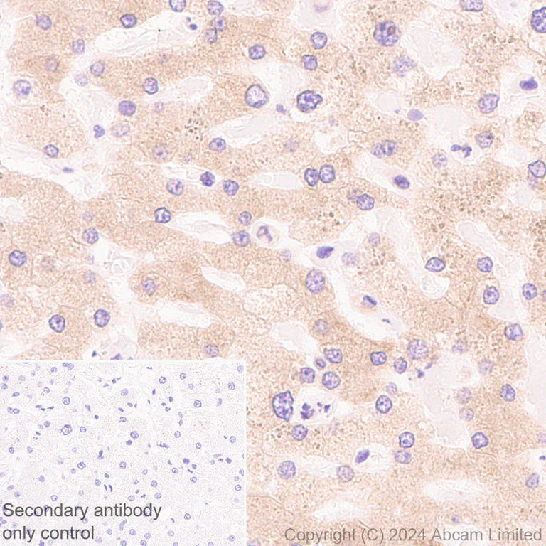 Immunohistochemistry (Formalin/PFA-fixed paraffin-embedded sections) - Anti-SEL1L antibody [EPR28893-20] (AB322704)