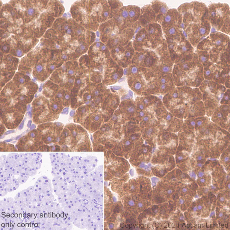 Immunohistochemistry (Formalin/PFA-fixed paraffin-embedded sections) - Anti-SEL1L antibody [EPR28893-20] (AB322704)