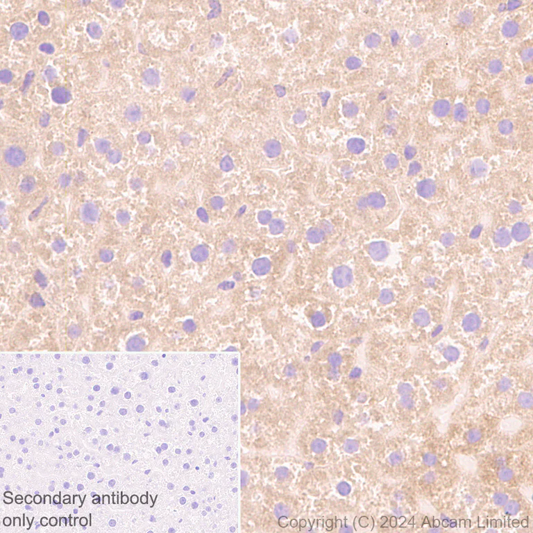 Immunohistochemistry (Formalin/PFA-fixed paraffin-embedded sections) - Anti-SEL1L antibody [EPR28893-20] (AB322704)
