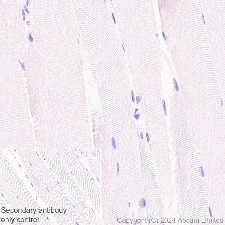 Immunohistochemistry (Formalin/PFA-fixed paraffin-embedded sections) - Anti-SEL1L antibody [EPR28893-20] (AB322704)