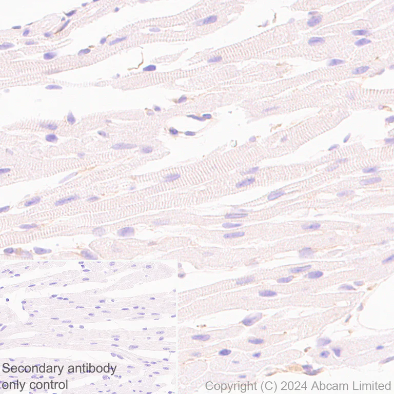 Immunohistochemistry (Formalin/PFA-fixed paraffin-embedded sections) - Anti-SEL1L antibody [EPR28893-20] (AB322704)