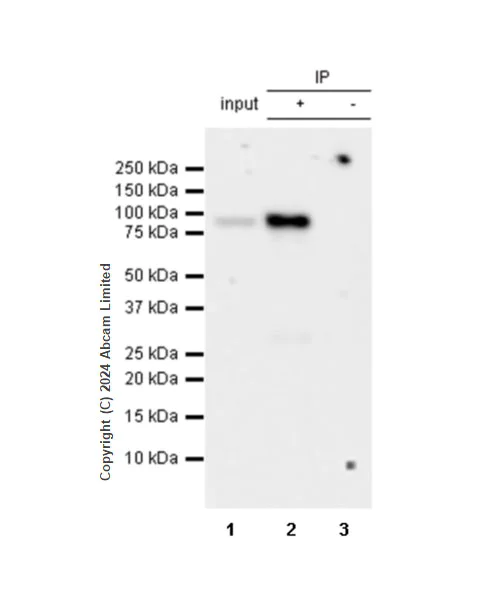 Immunoprecipitation - Anti-SEL1L antibody [EPR28893-20] (AB322704)