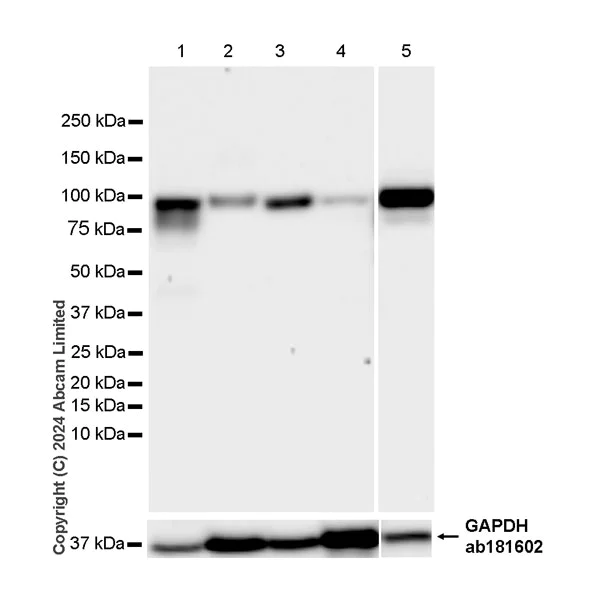 Western blot - Anti-SEL1L antibody [EPR28893-20] (AB322704)