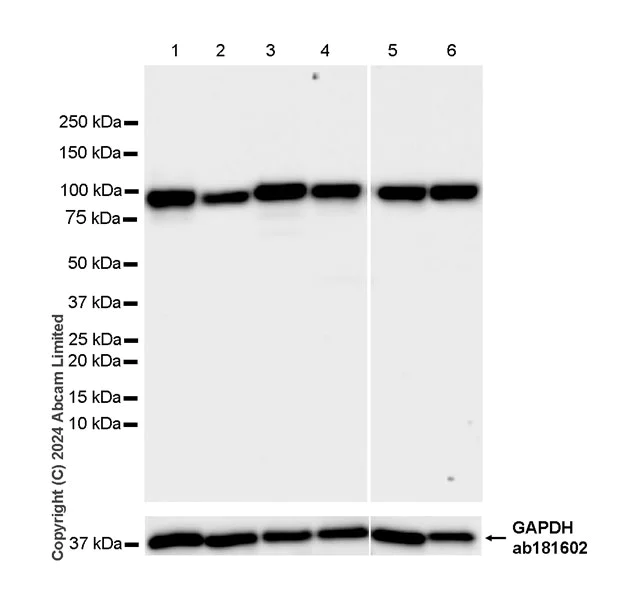 Western blot - Anti-SEL1L antibody [EPR28893-20] (AB322704)