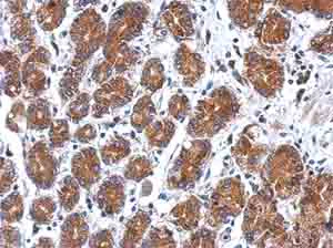 Immunohistochemistry (Formalin/PFA-fixed paraffin-embedded sections) - Anti-SEL1L3 antibody (AB154052)