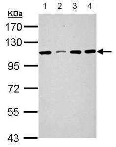 Western blot - Anti-SEL1L3 antibody (AB154052)