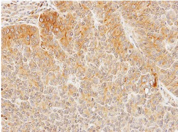 Immunohistochemistry (Formalin/PFA-fixed paraffin-embedded sections) - Anti-Seladin 1 antibody (AB137845)