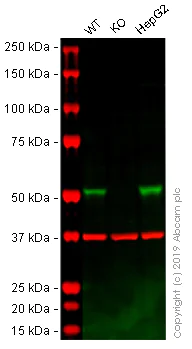 Western blot - Anti-Seladin 1 antibody [EPR10743] - BSA and Azide free (AB250319)