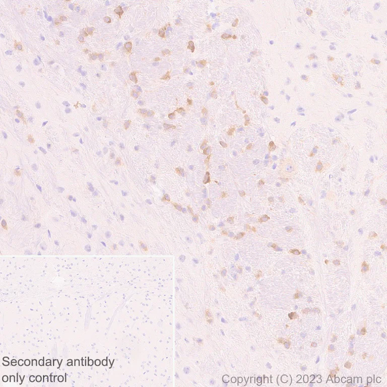 Immunohistochemistry (Formalin/PFA-fixed paraffin-embedded sections) - Anti-Seladin 1 antibody [EPR26466-37] (AB314221)