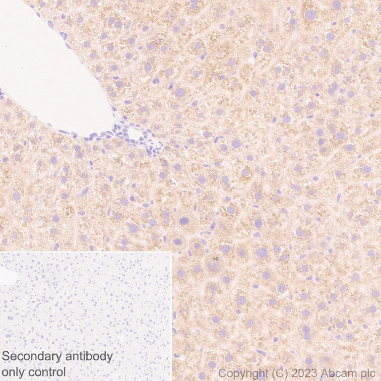 Immunohistochemistry (Formalin/PFA-fixed paraffin-embedded sections) - Anti-Seladin 1 antibody [EPR26466-37] - BSA and Azide free (AB314222)