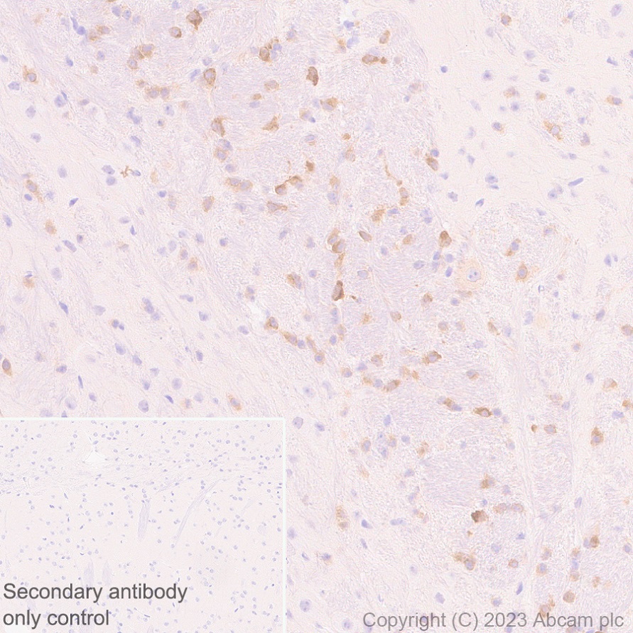 Immunohistochemistry (Formalin/PFA-fixed paraffin-embedded sections) - Anti-Seladin 1 antibody [EPR26466-37] - BSA and Azide free (AB314222), expandable thumbnail