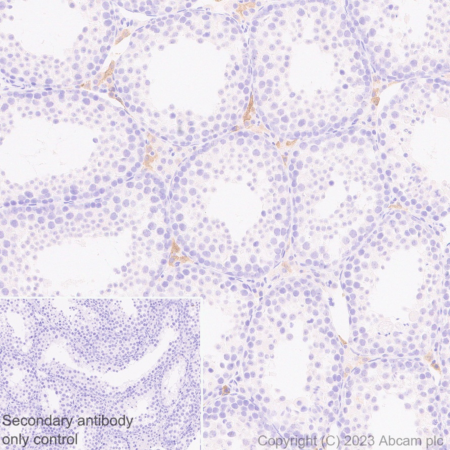 Immunohistochemistry (Formalin/PFA-fixed paraffin-embedded sections) - Anti-Seladin 1 antibody [EPR26466-37] - BSA and Azide free (AB314222), expandable thumbnail