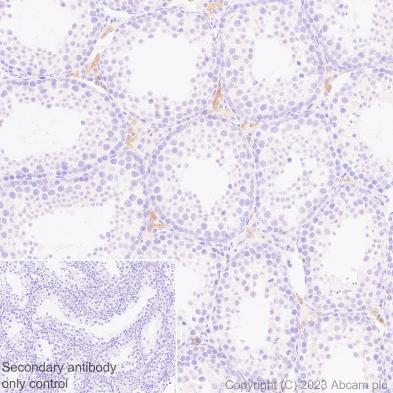 Immunohistochemistry (Formalin/PFA-fixed paraffin-embedded sections) - Anti-Seladin 1 antibody [EPR26466-37] - BSA and Azide free (AB314222)