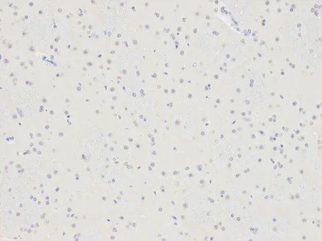 Immunohistochemistry (Formalin/PFA-fixed paraffin-embedded sections) - Anti-Selenium Binding Protein 1/SBP antibody (AB180782)